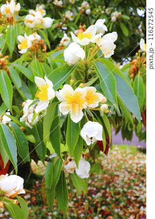 イジュ　白色の花 116272545