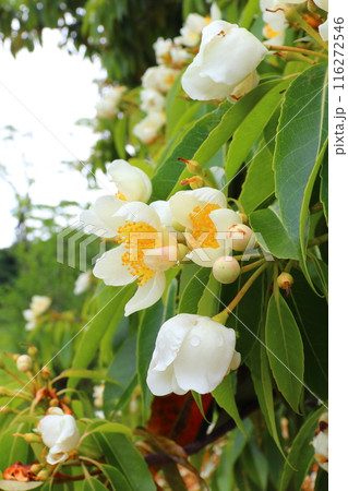 イジュ 白色の花 イジュ 白色の花 116272546