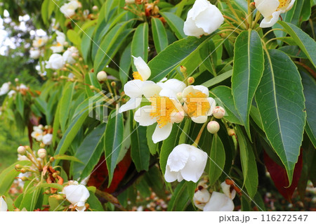 イジュ 白色の花 イジュ 白色の花 116272547