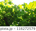 緑の葉 116272579