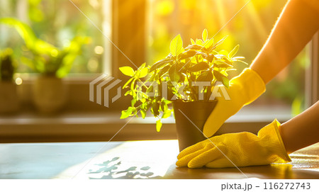 観葉植物を世話する黄色い手袋をはめた庭師の手。	 116272743