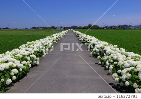 埼玉県加須市外川　水田の一本道両脇に白いあじさいアナベルが続く騎西あじさいロード 116272793