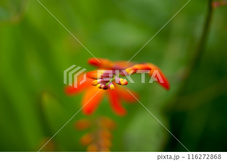 信濃川・やすらぎ堤の姫檜扇水仙(ひめひおうぎすいせん) 116272868