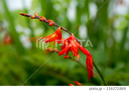 信濃川・やすらぎ堤の姫檜扇水仙(ひめひおうぎすいせん) 116272869