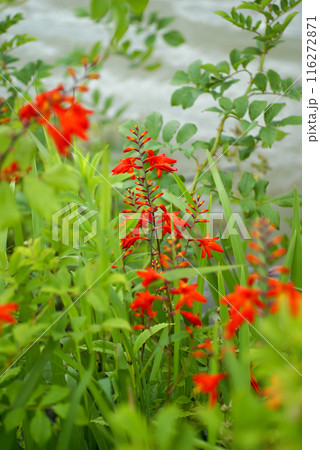 信濃川・やすらぎ堤の姫檜扇水仙(ひめひおうぎすいせん) 116272871