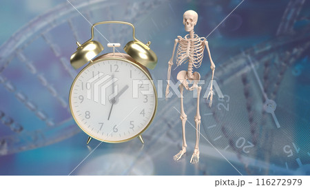 The skeleton and alarm clock for sci or medical concept 3d rendering. 116272979