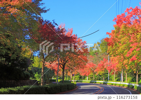 愛知県名古屋市、平和公園付近の紅葉の風景 116273158