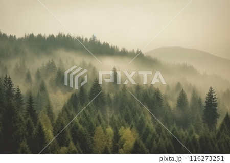 Misty landscape with fir forest in hipster vintage retro style, Vintage foggy mountain landscape 116273251