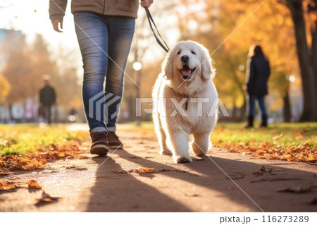 image of a person walking a pet dog in a city park on a sunny autumn day 116273289