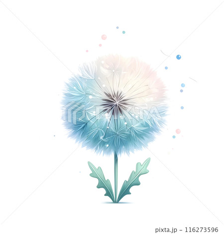 dandelion on white background 116273596