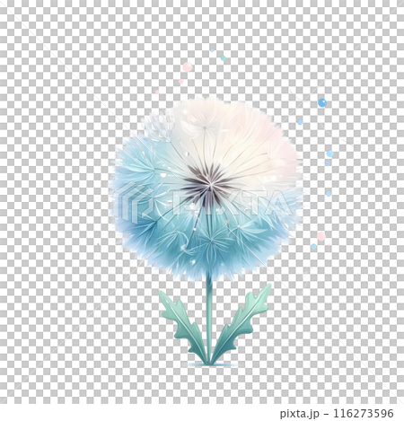 dandelion on white background 116273596