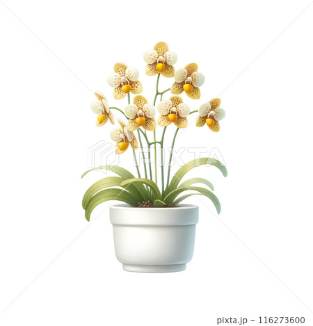 3d ordchid in the pot  116273600