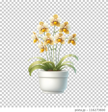 3d ordchid in the pot  116273600