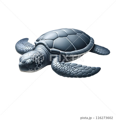 turtle on white background 116273602