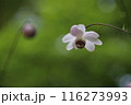 レンゲショウマ 116273993