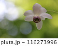 レンゲショウマ 116273996