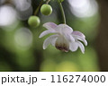 レンゲショウマ 116274000