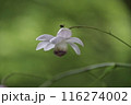レンゲショウマ 116274002