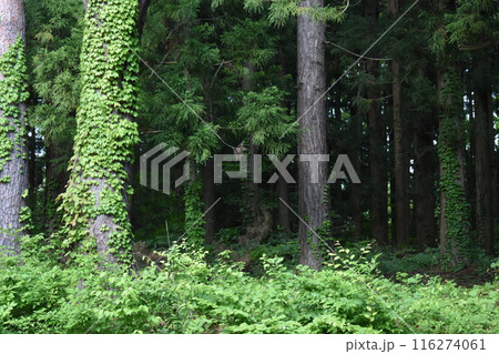 士津神社　参道石畳 116274061