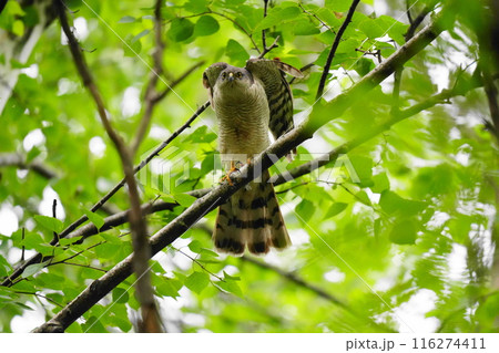 エンジェルポーズをするハイタカ 116274411