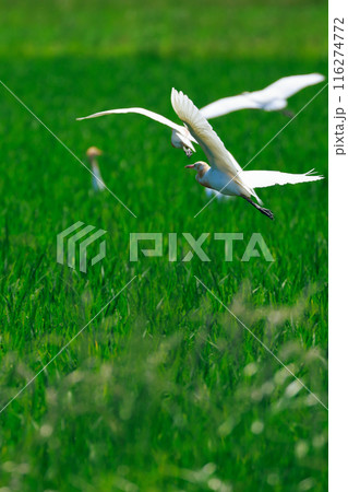 草原を飛ぶ白鷺 116274772