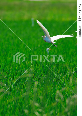 草原を飛ぶ白鷺 116274773