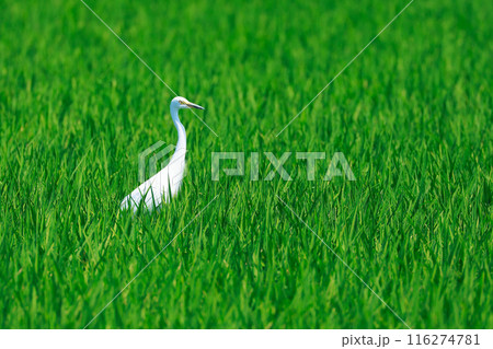 草原を飛ぶ白鷺 116274781