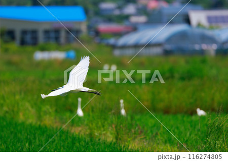 草原を飛ぶ白鷺 草原を飛ぶ白鷺 116274805