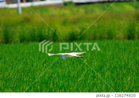 草原を飛ぶ白鷺 116274810