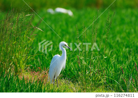 草原を飛ぶ白鷺 116274811
