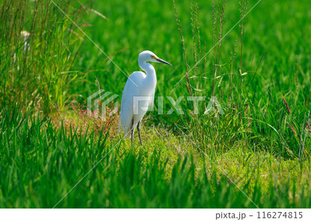 草原を飛ぶ白鷺 116274815