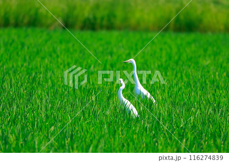 草原を飛ぶ白鷺 116274839