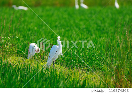 草原を飛ぶ白鷺 116274868
