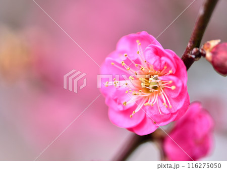 梅の花 116275050