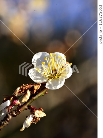 白い梅の花 白い梅の花 116275053