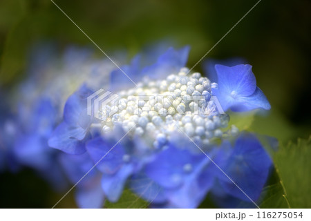 梅雨空の紫陽花 116275054
