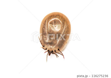 A big tick full of blood A big tick full of blood 116275236