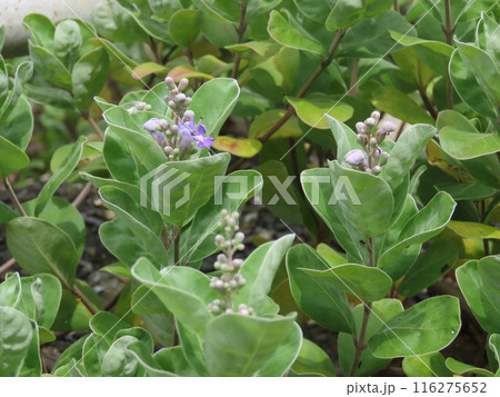 夏の海辺に生える紫色のハマゴウの花 116275652