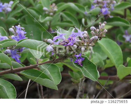 夏の海辺に生える紫色のハマゴウの花 116275655