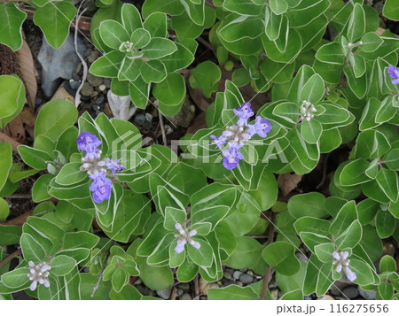 夏の海辺に生える紫色のハマゴウの花 116275656