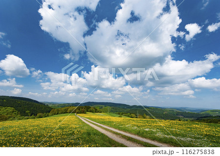 German countryside dirt road on lands full of dandelions under blue cloudy sky summer time 116275838