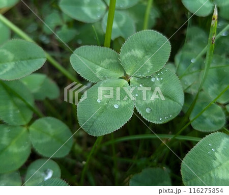雨に濡れた四つ葉のクローバー 雨に濡れた四つ葉のクローバー 116275854
