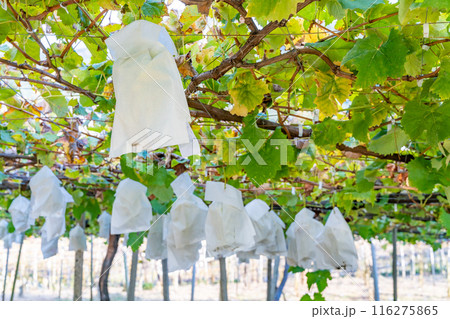 シャインマスカット 収穫期 シャインマスカット 収穫期 116275865