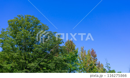 晴天の青空と緑美しい木々 116275866