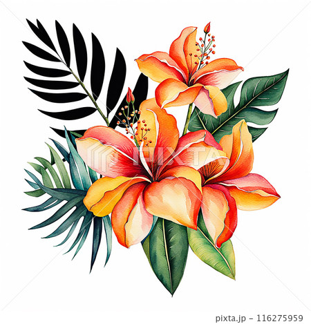 Watercolor style, tropical flower bouquet element isolated on white background. Hand drawn plants for the design of cards, bouquets, textiles Watercolor style, tropical flower bouquet element isolated on white background. Hand drawn plants for the design of cards, bouquets, textiles 116275959