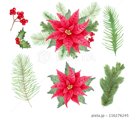 Christmas set with poinsettia flower, holly berries, leaves, pine, spruce. Isolated hand drawn watercolor art. Composition for the winter holidays New Year, Christmas. Clip art for cards, design 116276245