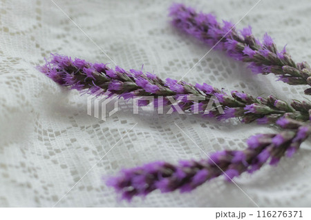 紫色のリアトリス 紫色のリアトリス 116276371