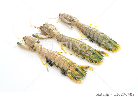 fresh mantis shrimp on white background 116276408