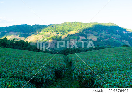 tea plantation and green tea plantation tea plantation and green tea plantation 116276461