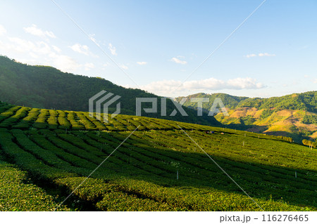 tea plantation and green tea plantation 116276465